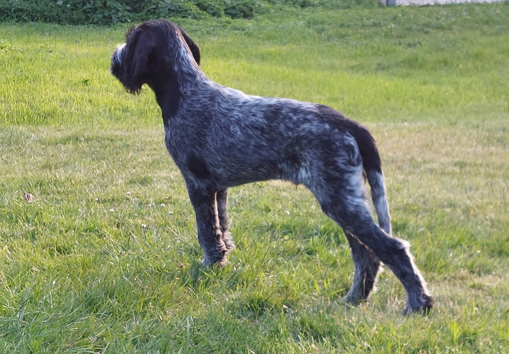 Brungråvit-melerad hund som står i gräset.