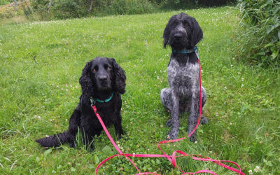 Allt vi har till hundträningen