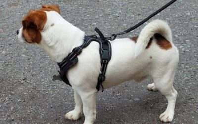 Motsättningar om hundträning