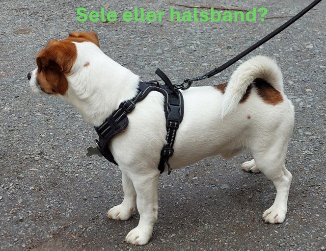 En brunvit hund i sele och ljusgrön text ovanför hunden som lyder "sele eller halsband?"
