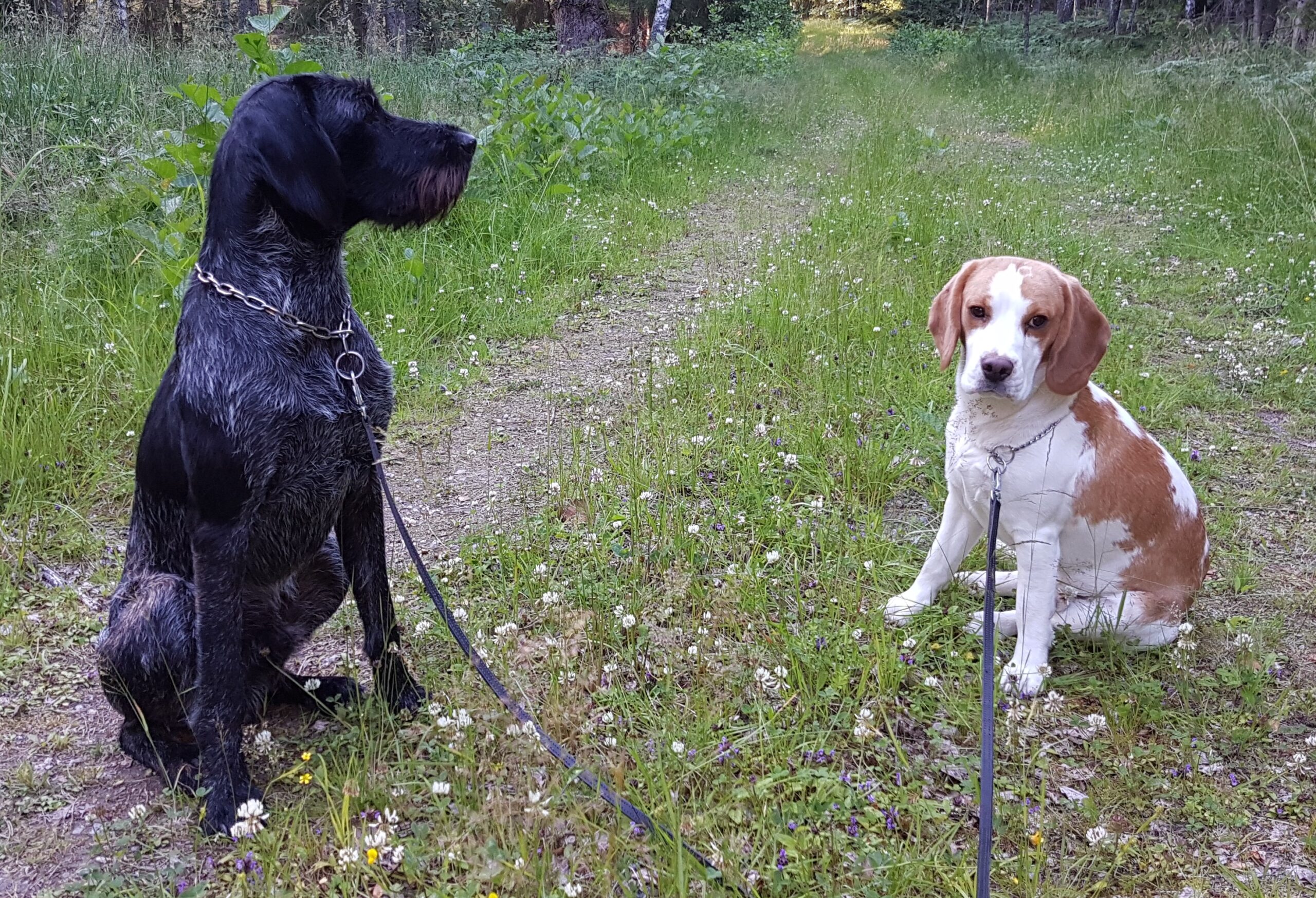 Ledarskap&Hund Dressyrlänk